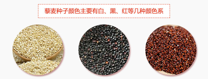 藜麦种子颜色主要有白、黑、红等几种颜色系，营养成分相差不大，其中白色口感好，黑、红色口感相对差些，籽粒也较小。